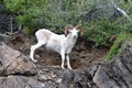 Dall Sheep ram Ovis dalli dalli Royalty Free Stock Photo