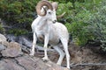 Dall Sheep ram Ovis dalli dalli Royalty Free Stock Photo