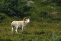 Dall Sheep Ram in Meadow Royalty Free Stock Photo