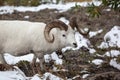 Dall sheep ram Royalty Free Stock Photo