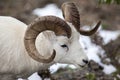 Dall sheep ram Royalty Free Stock Photo