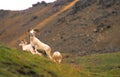 Dall Sheep Ram Standing Guard Royalty Free Stock Photo