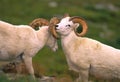 Dall Sheep Rams