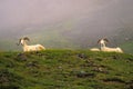 Dall Sheep Rams Bedded