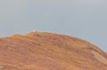 Dall Sheep Rams in Denali National Park Alaska