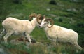 Dall Sheep Rams Displaying