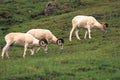 Dall Sheep Rams Feeding Royalty Free Stock Photo