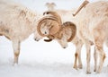 Dall Sheep Rams Lock Horns