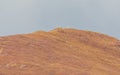 Dall Sheep Rams on a Mountaintop in Autumn