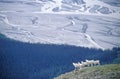 Dall sheep in St. Elias National Park, Wrangell, Alaska Royalty Free Stock Photo