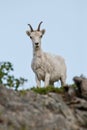 Dall Sheep Closeup On Cliffs in Alaska Royalty Free Stock Photo