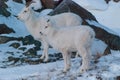 Dall Sheep Royalty Free Stock Photo