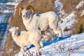 Dall Sheer Ram and Lamb Royalty Free Stock Photo