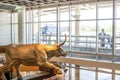 Dallas, Texas, US - 10.2022 - Statue of a cowboy running cattle in the DFW airport rental car facility Royalty Free Stock Photo