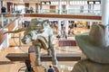 Dallas, Texas, US - 10.2022 - Statue of a cowboy running cattle in the DFW airport rental car facility