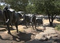 Longhorn cattle sculpture, following a trail down a hill Royalty Free Stock Photo