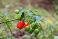 Dalle chilli on plant, Dalle khursani, Akabare Khursani, red cherry pepper chilli organic cultivation in Sikkim Himalaya