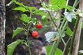 Dalle chilli on plant, Dalle khursani, Akabare Khursani, red cherry pepper chilli organic cultivation in Sikkim Himalaya