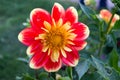 Dahlia pooh