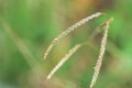 Dallis grass Royalty Free Stock Photo