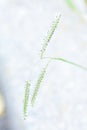 Dallis grass Royalty Free Stock Photo