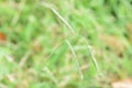 Dallis grass Royalty Free Stock Photo
