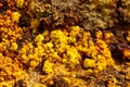 Dallol, Ethiopia. Danakil Depression Royalty Free Stock Photo