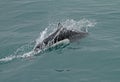 Dall`s porpoise, Phocoenoides dalli