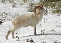 Dall sheep, Ovis dalli