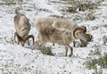 Dall sheep, Ovis dalli