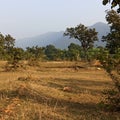 dalma mountain and sanctuary jamshedpur park Royalty Free Stock Photo