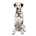 Dalmatian Royalty Free Stock Photo