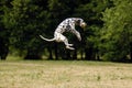Dalmatian Royalty Free Stock Photo