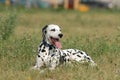 Dalmatian