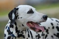 Dalmatian Royalty Free Stock Photo