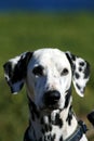 Dalmatian Royalty Free Stock Photo