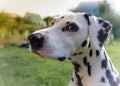 Dalmatian adult dog close-up