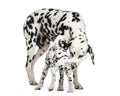 Dalmatian adult and puppy sniffing each other, isolated