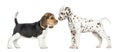 Dalmatian and Beagle puppies getting to know Royalty Free Stock Photo