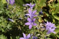 Dalmatian Bellflower - Campanula Portenschlagiana