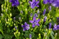 Dalmatian bellflower Campanula portenschlagiana Royalty Free Stock Photo