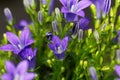 Dalmatian bellflower Campanula portenschlagiana