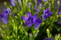 Dalmatian bellflower Campanula portenschlagiana Royalty Free Stock Photo