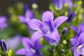 Dalmatian bellflower Campanula portenschlagiana