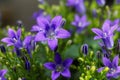 Dalmatian bellflower Campanula portenschlagiana