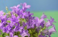 Dalmatian bellflower (Campanula portenschlagiana) Royalty Free Stock Photo