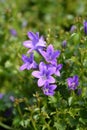 Dalmatian bellflower