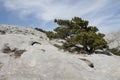 Dalmatian black pine (Pinus nigra subsp. dalmatica)