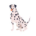 Dalmatian breed, cute spotted dog. Happy purebred doggy sitting. Friendly pretty canine animal with bicolor plain coat