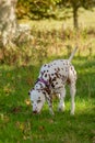 Dalmatian, liver and white